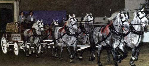 PERCHERON